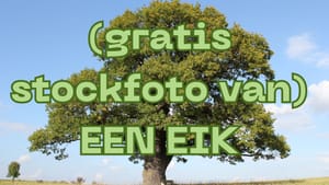Een eik